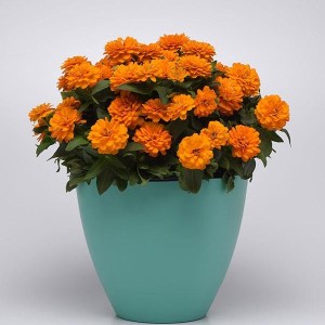 zinnia zesty orange bright